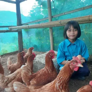 Laying Hens for Food and Extra Income!