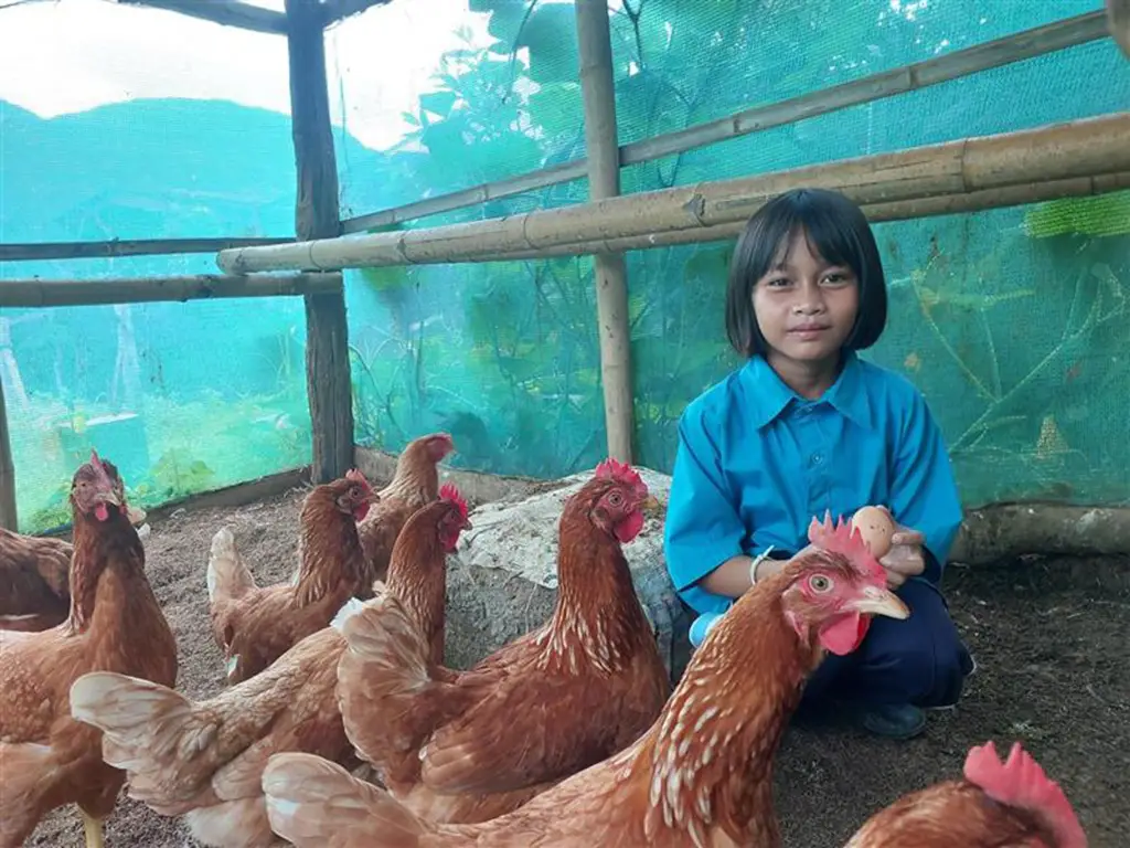 Laying Hens for Food and Extra Income!