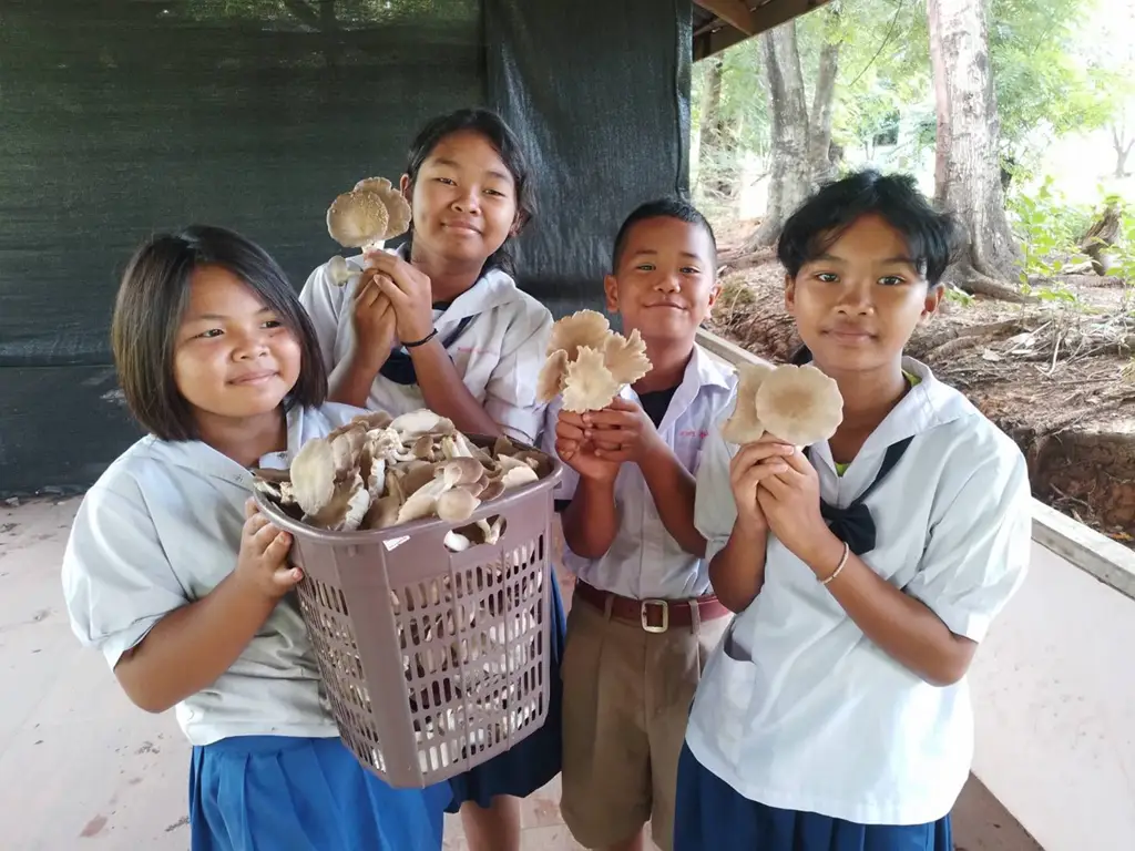 Mushroom Spawn: Delicious and a Great Way to Earn a Living