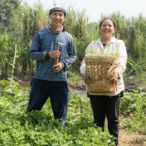 สวนผักสำหรับชุมชนและครอบครัว